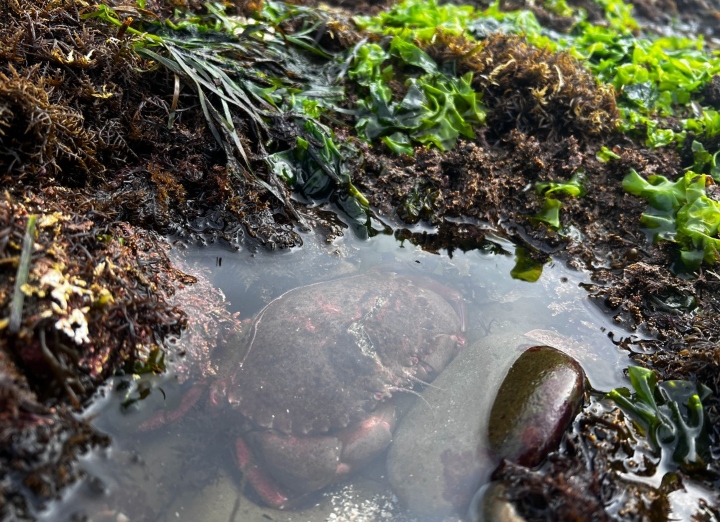 Red Rock Crab